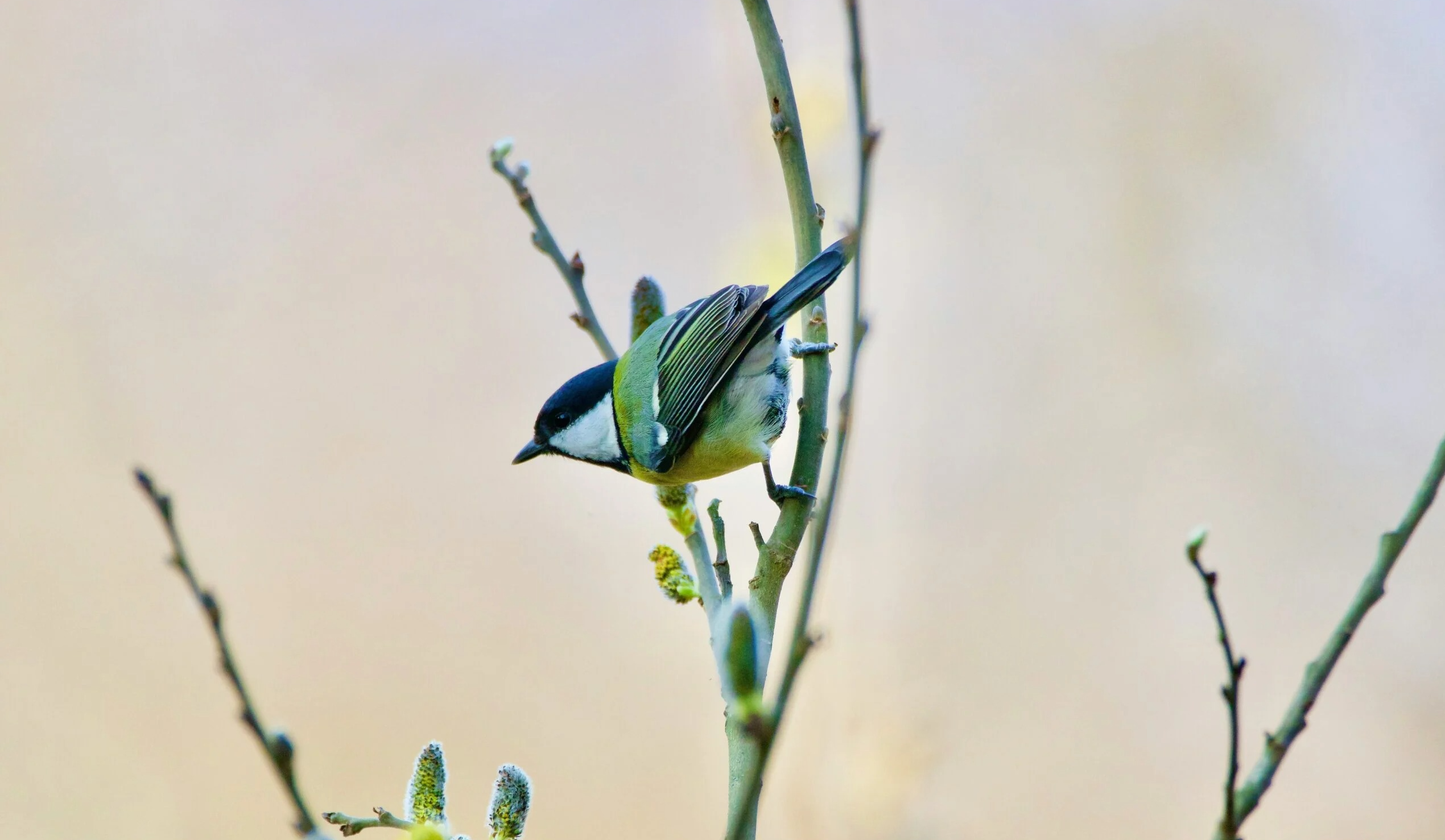 Feature Image