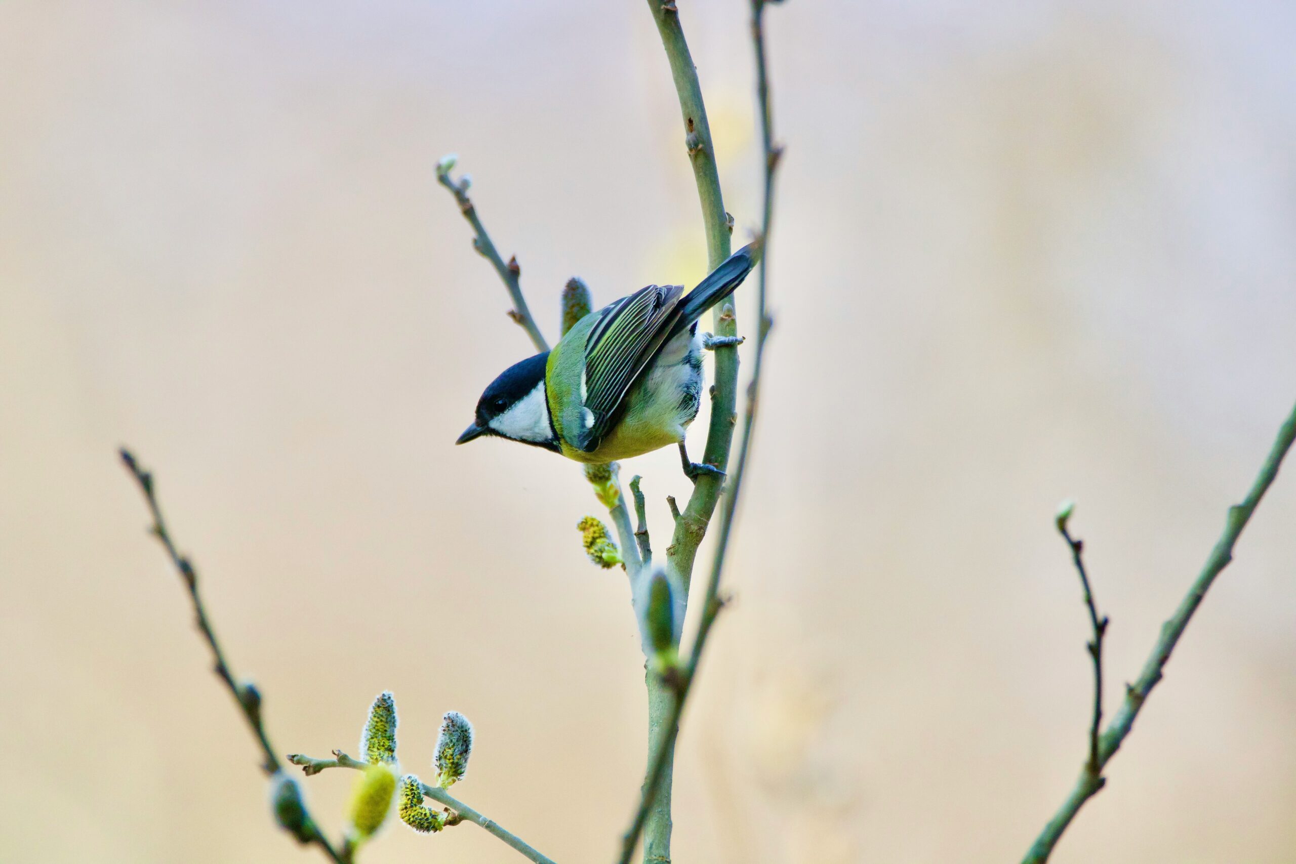 svetozar-cenisev-jSV3LC-SJas-unsplash